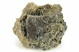 Octahedral Sphalerite and Epidote on Fluorite - Peru #257295-1